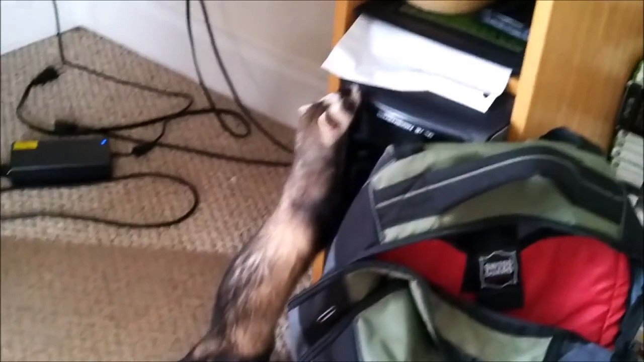 Very Funny Ferrets