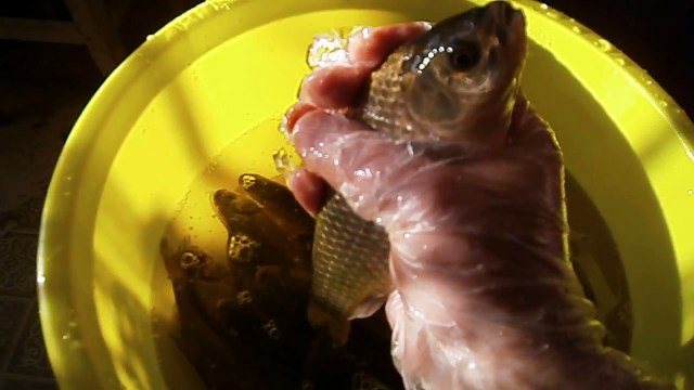 Живая рыба карась ! Улов 2013 - рыбалка удалась ! ! !