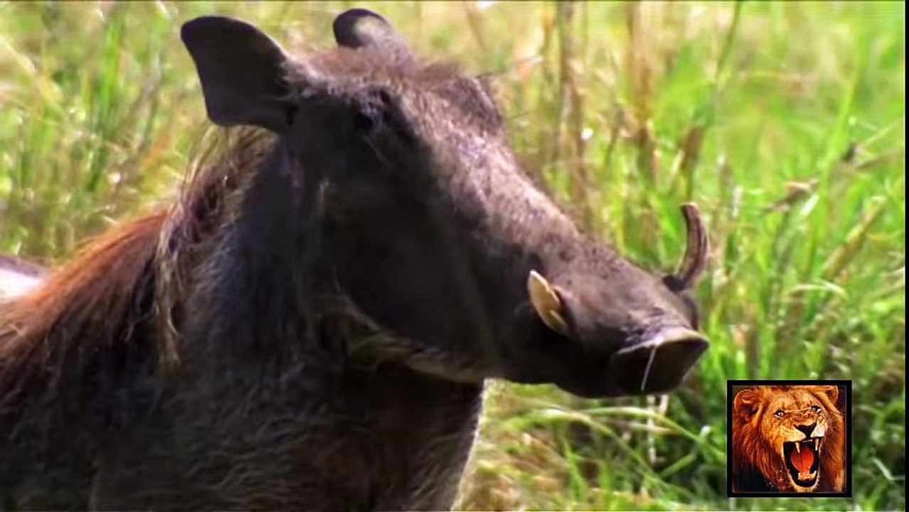 World of Wild Animals - Lions Horrible Attack [ 2014 Compilation ] - YouTube