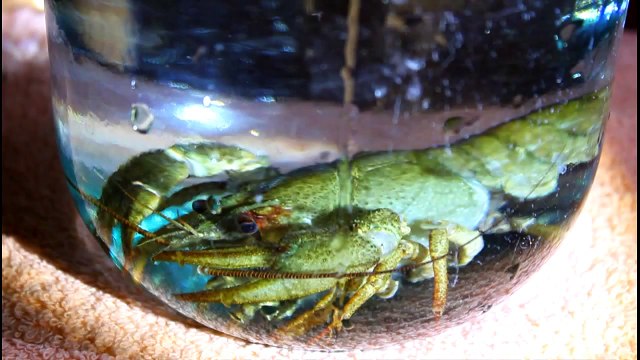 Обзор речного живого рака сидящего в стеклянной банке с водой - террариум )))
