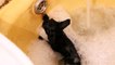 Отважный котёнок не боится воды, с удовольствием купается в ванной и выводит блох