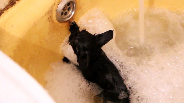 Отважный котёнок не боится воды, с удовольствием купается в ванной и выводит блох