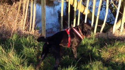 Собака и большая палка