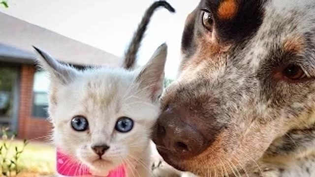 Dogs Adopts and Protects Abandoned Kittens - Caring dogs and cats - Puppy kitty love - Dog vs cat lovely moments