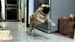 Ultimate Animal Fails Compilation 2016 feb _ Funny animal fail - Funny pets fails - most hilarious fail video