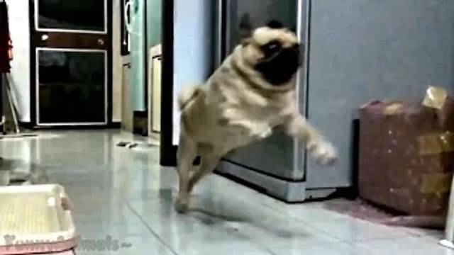 Ultimate Animal Fails Compilation 2016 feb _ Funny animal fail - Funny pets fails - most hilarious fail video