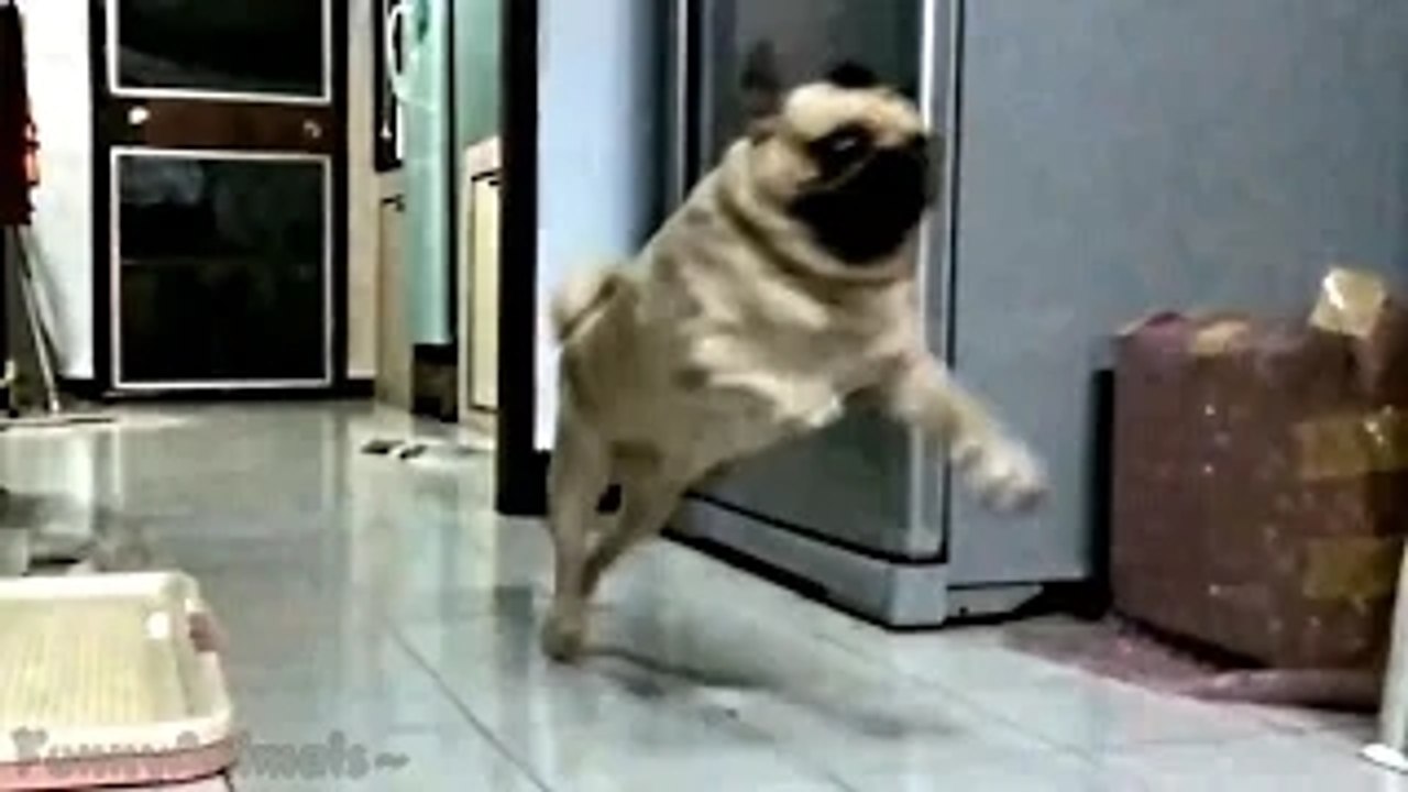 Ultimate Animal Fails Compilation 2016 feb _ Funny animal fail - Funny pets fails - most hilarious fail video