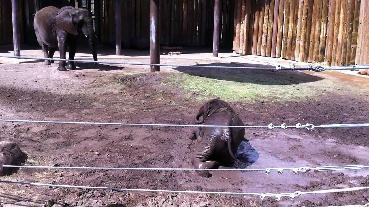 Funny videos try not to laugh Baby Elephants: Cute and Funny Elephants, Goofy Baby Elephan