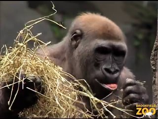 Great Gorillas Going Ape at Brookfield Zoo