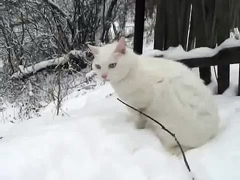 Белый кот вышел на охоту