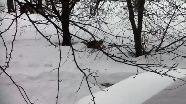 Кот идет домой после охоты