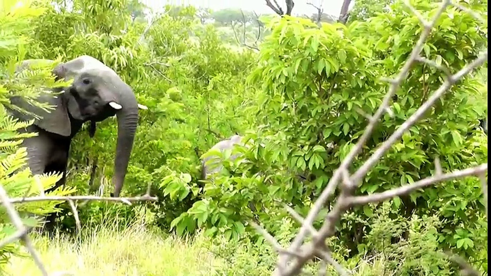 ⁣African Animals _ Elephants Documentaries _ African Elephants _ Animal Videos _ Forest Animals