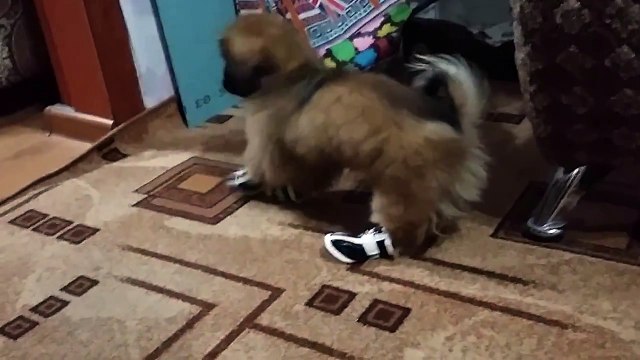 Умора!! Пекинесу одели ботинки! Смотреть всем!