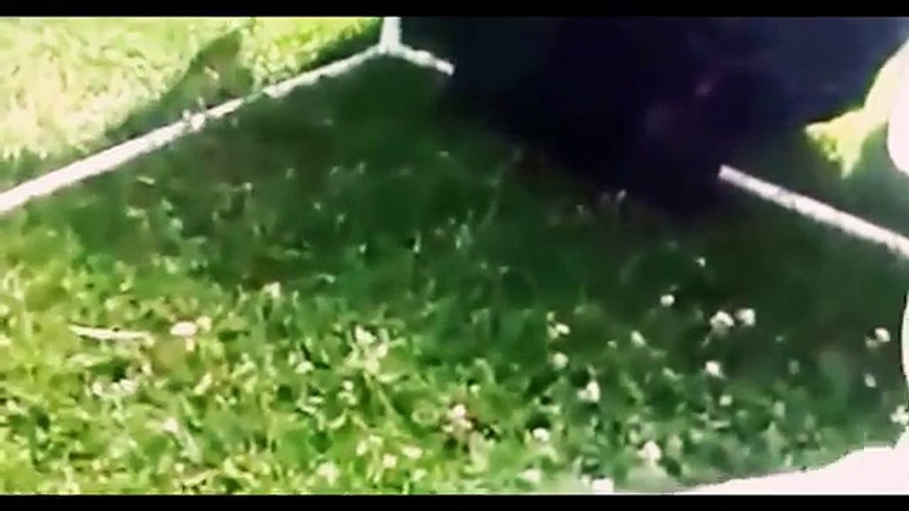 Funny Animal Videos That Will Make You Laugh So Hard .... Incredible Video U Must See (FULL HD)