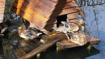 Уточки демонстрируют своё оперение. Красивые домашние птицы