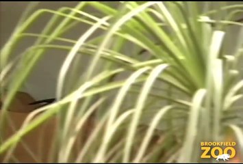 Roadrunner at Brookfield Zoo