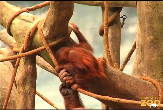 Orangutans Going Ape at Brookfield Zoo