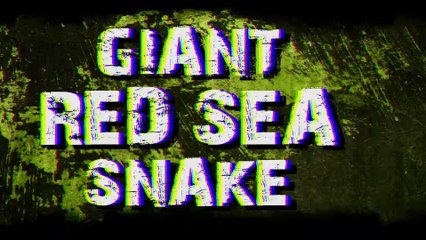 Giant snake caught in Red Sea