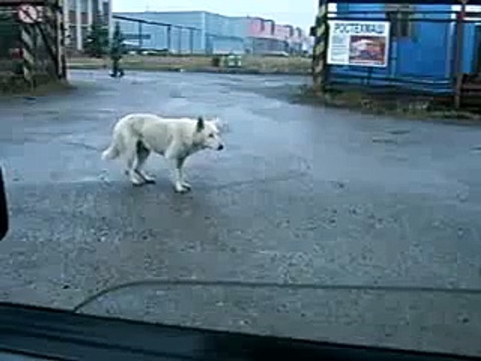 Собака и ЛСД