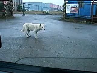 Собака и ЛСД