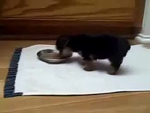 Щенок лёгкоатлет