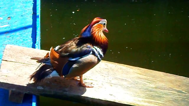 Птицы зоопарка - очень красивая разноцветная утка мандаринка чистит своё оперение