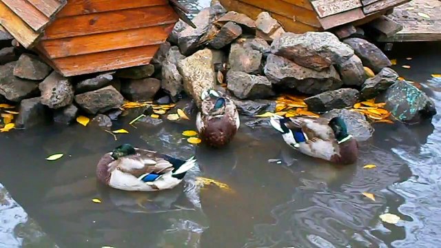 Утки спят они устали. Вот так должны спать правильные утки, неправильные утки спят в холодильнике ))