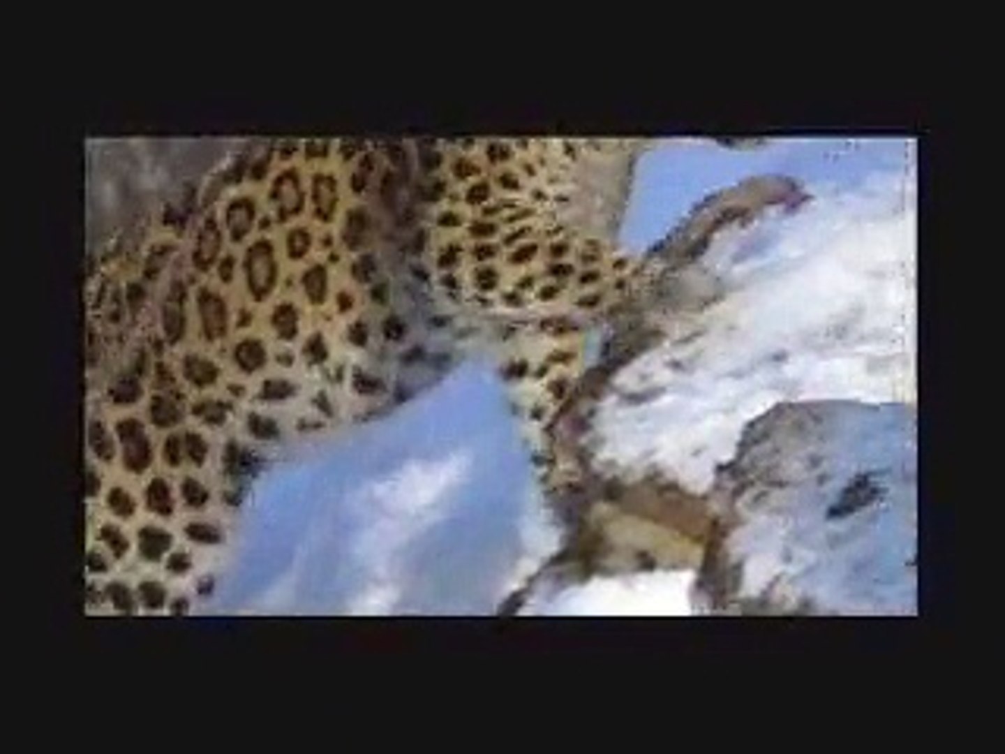 ⁣Amur Leopard