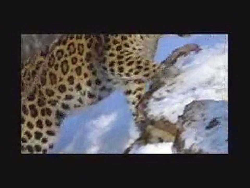 Amur Leopard