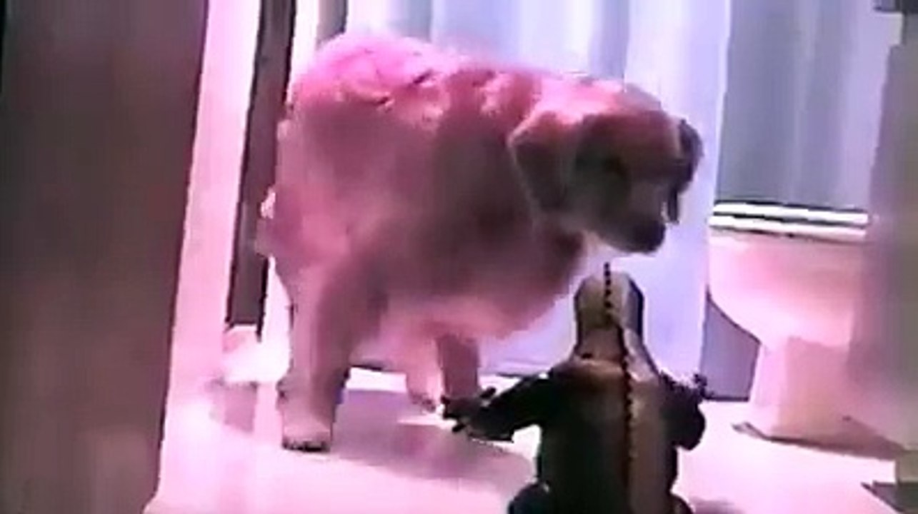 Real Monster Attack - WARNING!!!