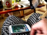 Funny Dog Plays With Smartphone - Cute Dog Listening Music