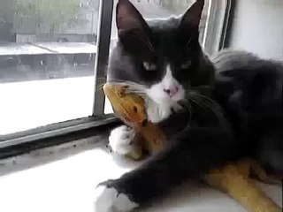 Кот с другом греются на подоконнике