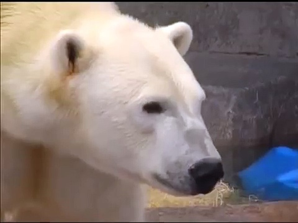 Hudson Polar Bear 2