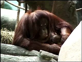 Orangutan Baby and Mother - Brookfield Zoo