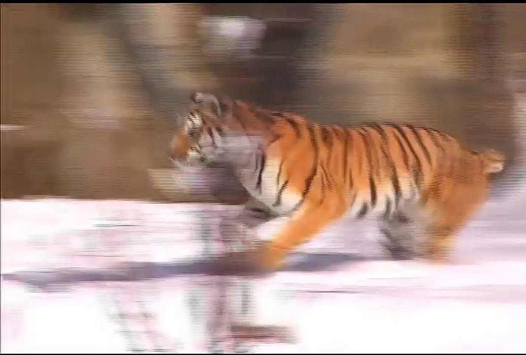 Snow Day at Brookfield Zoo