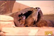 Meerkats On Guard at Brookfield Zoo