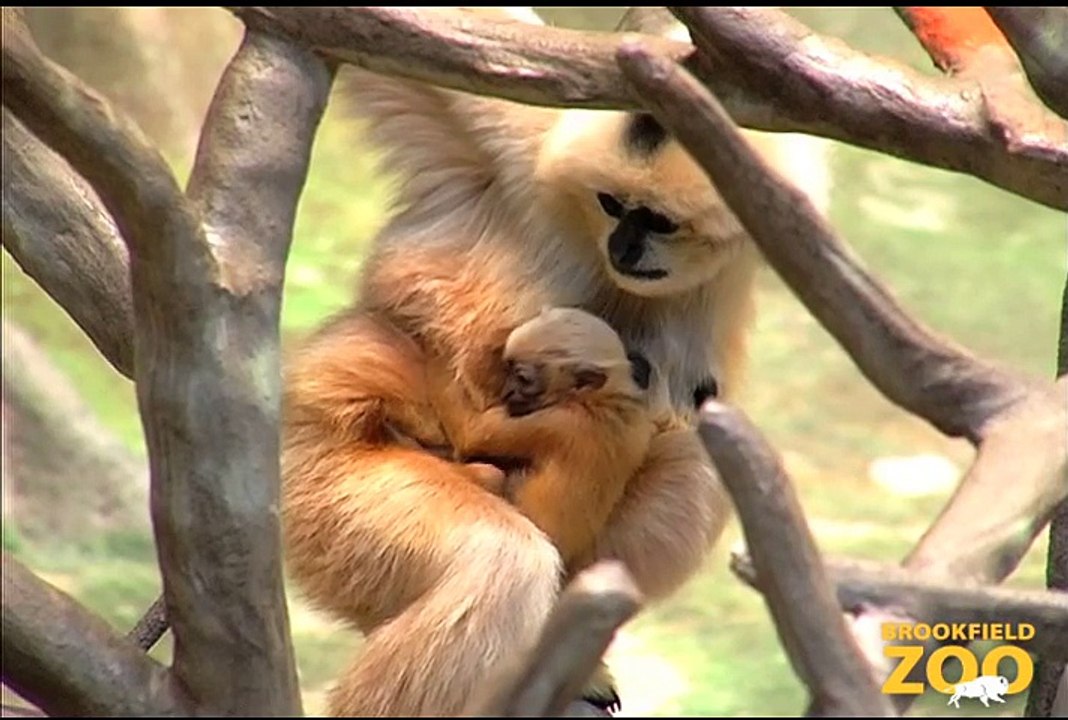 New Baby Gibbon at Brookfield Zoo