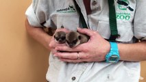 Premiers pas de bébés suricates