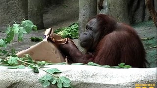 Maggie Orangutan Turns 50 Years Young