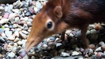 Giant Elephant Shrews!