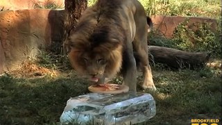 Ice Helps Animals Beat the Heat Wave at Brookfield Zoo