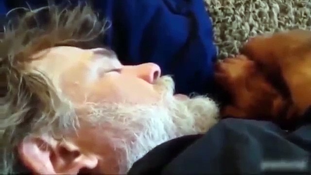 Funny Animals Videos - Funny Animal Videos Compilation 2016 - Best Funny Animals 2016 #22 (Funny Videos 720p)