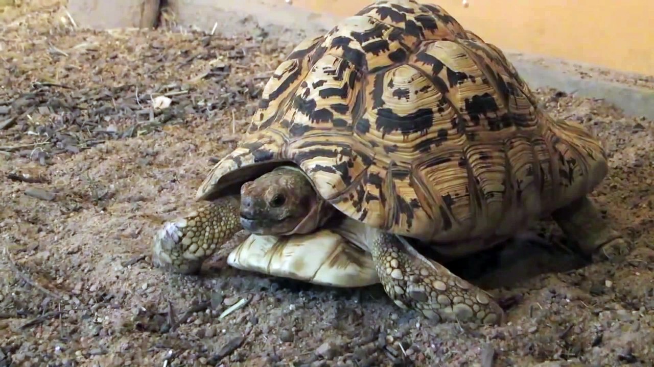 Tortoise & Armadillo Exploring in Natural Encounters