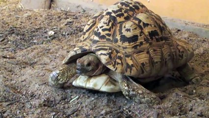 Tortoise & Armadillo Exploring in Natural Encounters