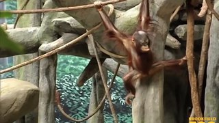 You Can Help Wild Orangutans