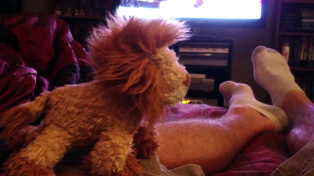 Black Cat Owners Are The Luckiest Pet Owners And This Is The Reason Why…