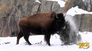 Hope Bison in the Snow