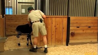 Rare Okapi Calf Born at Brookfield Zoo