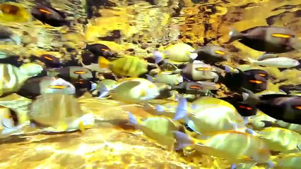 ハワイ「アウラニ」の紹介映像　～多彩なアクティビティー～