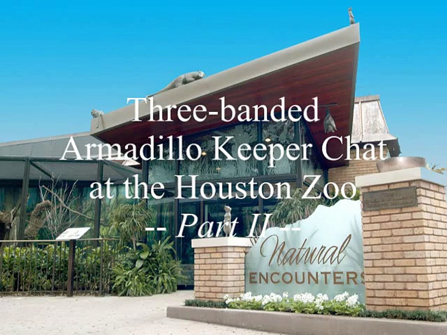 Part 2׃ Three-Banded Armadillo Keeper Chat at the Houston Zoo.